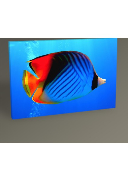 Butterfly Fish Tablo 30 x 20 cm