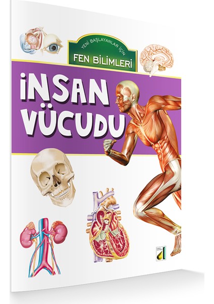 İnsan Vücudu