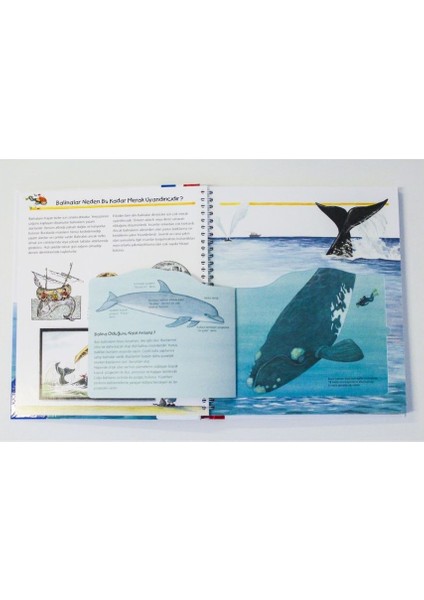 Ravensburger Maksi Balinaları Ve Yunus Balıklarını Keşfedelim modelleri