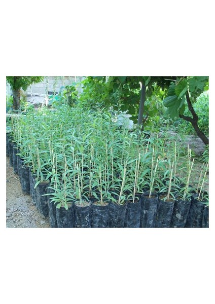 Goji Berry Fidanı 60 Cm