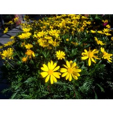 Plantistanbul Euryops Pectinatus Viridis Yeşil Yapraklı Sarı Çalı Papatyası Saksıda