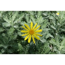 Plantistanbul Euryops Pectinatus Munchkin Gri Yapraklı Sarı Çalı Papatyası Saksıda