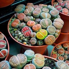 Boothas Karışık Lithops Tohumu 20'li + Torf + Saksı + Tohum