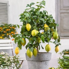 Boothas Bonsai Limon Tohumu 10'lu + Torf + Saksı + Tohum