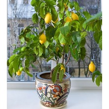 Boothas Bonsai Limon Tohumu 10'lu + Torf + Saksı + Tohum