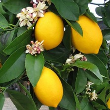 Berke Fidancılık Mayer Limon (2 Yas Tam Bodur)