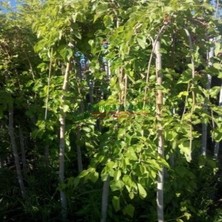 Berke Fidancılık Ters Dut (Paraşüt-140 Cm Ve Üzeri)