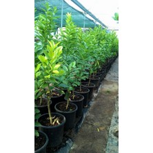 Berke Fidancılık Lime (Meksika) Limonu -- Saksılı 5 Yaş