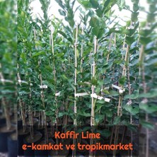 Berke Fidancılık Kaffir Lime Limon Fidanı Nadir Çeşit 5 Yaşlı Tüplü