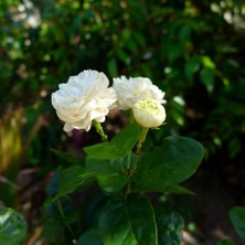 Berke Fidancılık Full Çiçeği (Çok Özel)