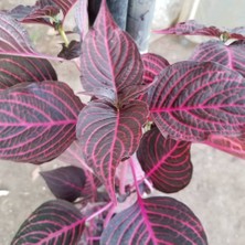 Berke Fidancılık Alacalı Kolyoz Çiçeği