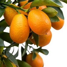 Berke Fidancılık Kamkat-Kumquat 50-70 Cm Aşılı 3 Yaş