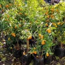 Berke Fidancılık Kamkat-Kumquat 60-85 Cm Aşılı 3.5 Yaş