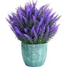 Berke Fidancılık 4 Adet Doğal Lavanta Fidesi