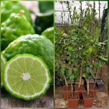 Berke Fidancılık Bergamot Fidanı (Saksılı) 6 Yaş +120 Cm