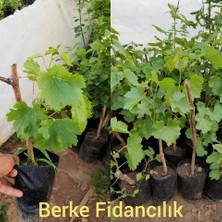 Berke Fidancılık Tüplü Trakya İlkeren (Sarmalık) Üzüm (Asma-Bağ) Fidanı 2 Yaş