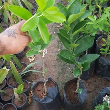 Berke Fidancılık Tahiti Lime-Çekirdeksiz Limon-Yeşil Limon (Sınırlı Stok)