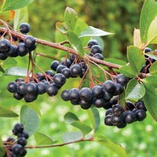 Plantistanbularonia Melanocarpa Viking Aronya Fidanı Saksıda