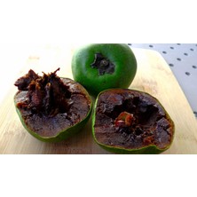 Plantistanbul Diospyros Digyna Black Sapote Çikolata Meyvesi Fidanı 40-60 Cm Saksıda