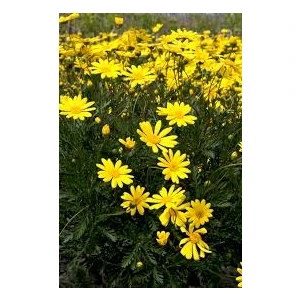 Euryops Pectinatus Viridis Yeşil Yapraklı Sarı Çalı Papatyası Saksıda