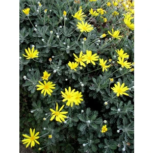 Euryops Pectinatus Munchkin Gri Yapraklı Sarı Çalı Papatyası Saksıda