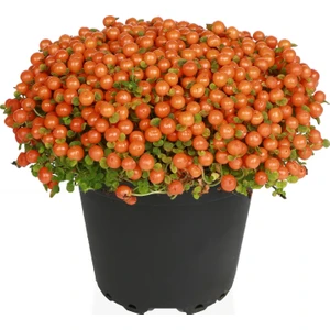 Nertera Granadensis 10 cm Çap Saksıda