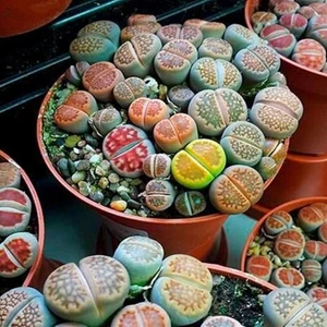 Karışık Lithops Tohumu 20'li + Torf + Saksı + Tohum