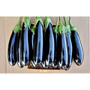 Siyah Tatlı Patlıcan Organik Patlıcan Tohumu 50'li + Torf + Saksı + Tohum