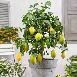 Bonsai Limon Tohumu 10'lu + Torf + Saksı + Tohum