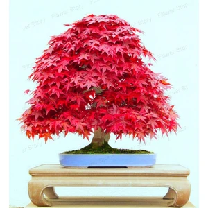 Kırmızı Japon Ağacı Bonsai Tohumu 10'lu + Saksı + Torf + Tohum