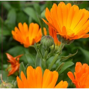 Portakal Nergisi 30'lu