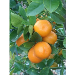 Berke Fidancılık Fukutshu (İri Kamkat) Fidanı-Saksılı-6Yas