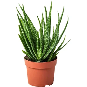 Berke Fidancılık Aloevera