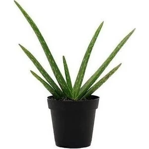 Berke Fidancılık Aloevera