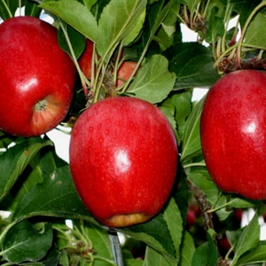 Berke Fidancılık Tam Bodur Elma Fidanı (Saksılık 3 Yaş)