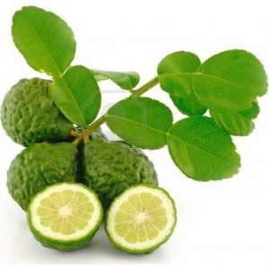 Berke Fidancılık Kaffir Lime Limon Fidanı Nadir Çeşit 5 Yaşlı Tüplü