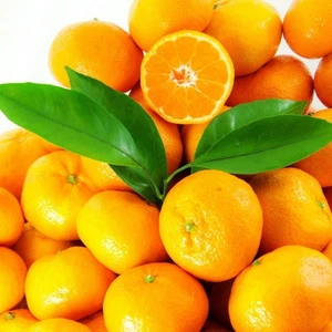 Berke Fidancılık Saksılık (Mihowase) Mandalin Fidanı (3 Yaş-Torbalı)