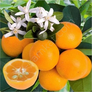Berke Fidancılık Saksılık Calamondin Fidanı 4.5 Yaş (Bol Meyveli)