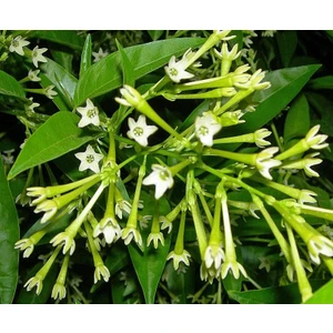 Berke Fidancılık Gece Sefası Limon Çiçeği Melisa (Torbalı)