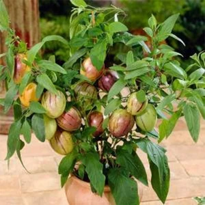 Berke Fidancılık Pepino Fidanı (Torbalı-Bol Dallı)