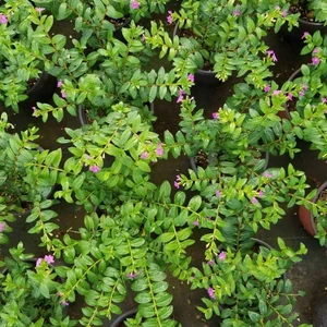 Berke Fidancılık Kufeya Cennet Çiçeği Mor Çiçekli Cuphea Hyssopifolia 20-25 Cm