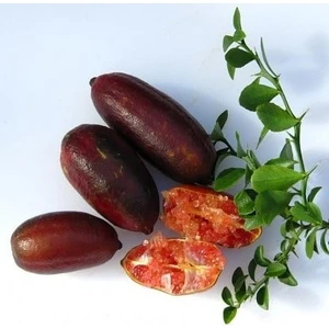 Berke Fidancılık Finger Lime Byron Sunshıre (Bize Özel Sınırlı Stok)