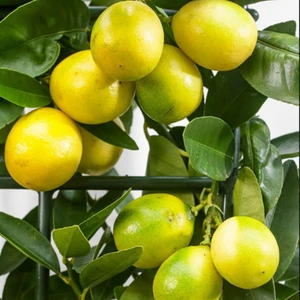 Berke Fidancılık Limequat Limon Fidanı Nadir Çeşit 6 Yaş