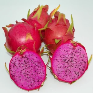Berke Fidancılık Pitaya-Ejder Meyvesi Özel Tür Condor (Sınırlı Stok Kaçırma.)
