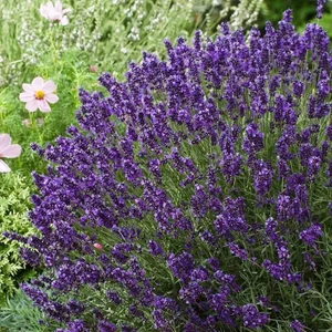 Berke Fidancılık Saksılı Lavanta Fidanı (Bahar Kampanyası)