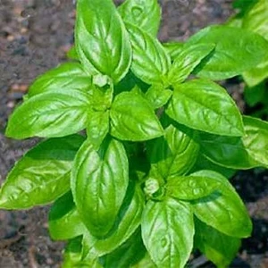 Berke Fidancılık Yeşil Fesleğen Tohumu 1 Paket (100 Adet)