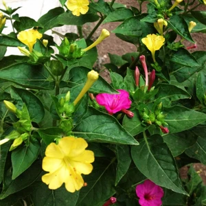 Berke Fidancılık Akşam Sefası Çiçeği Tohumu 1 Paket (25 Adet)