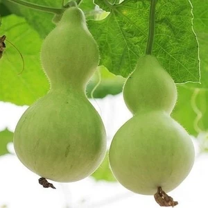Berke Fidancılık Su Kabağı Çiçek Tohumu Lagenaria Siceraria 1 Paket (5 Adet)