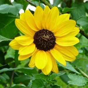 Berke Fidancılık Süs Ayçiçeği Çiçek Tohumu 1 Paket (50 Adet)