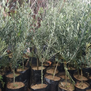 Berke Fidancılık Zeytin  (Gemlik-2 Yasinda) Fıdanı